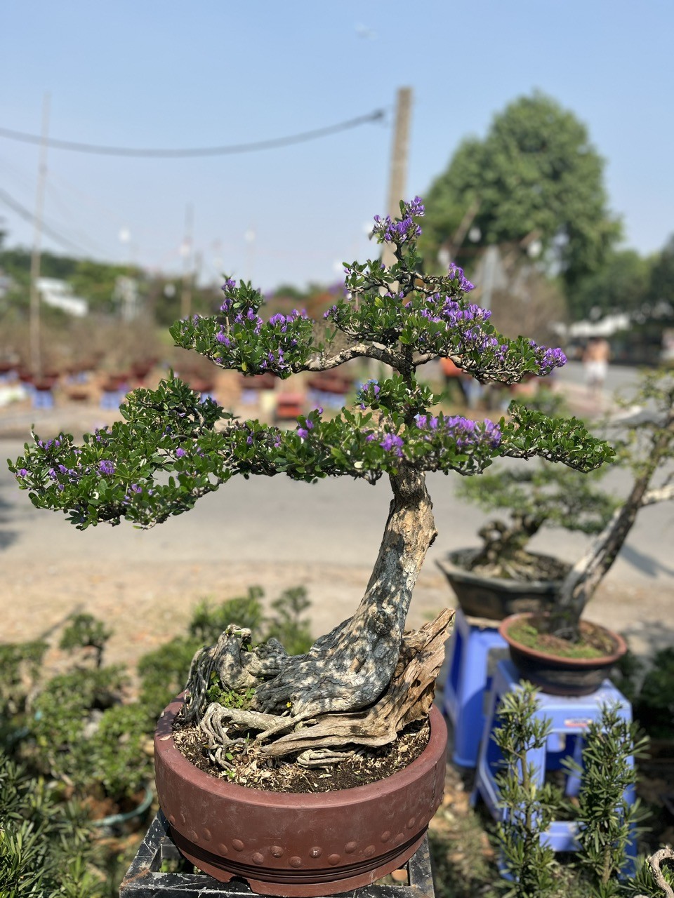 Cận cảnh những bông hoa linh sam nhỏ li ti khoe sắc tím rực rỡ.