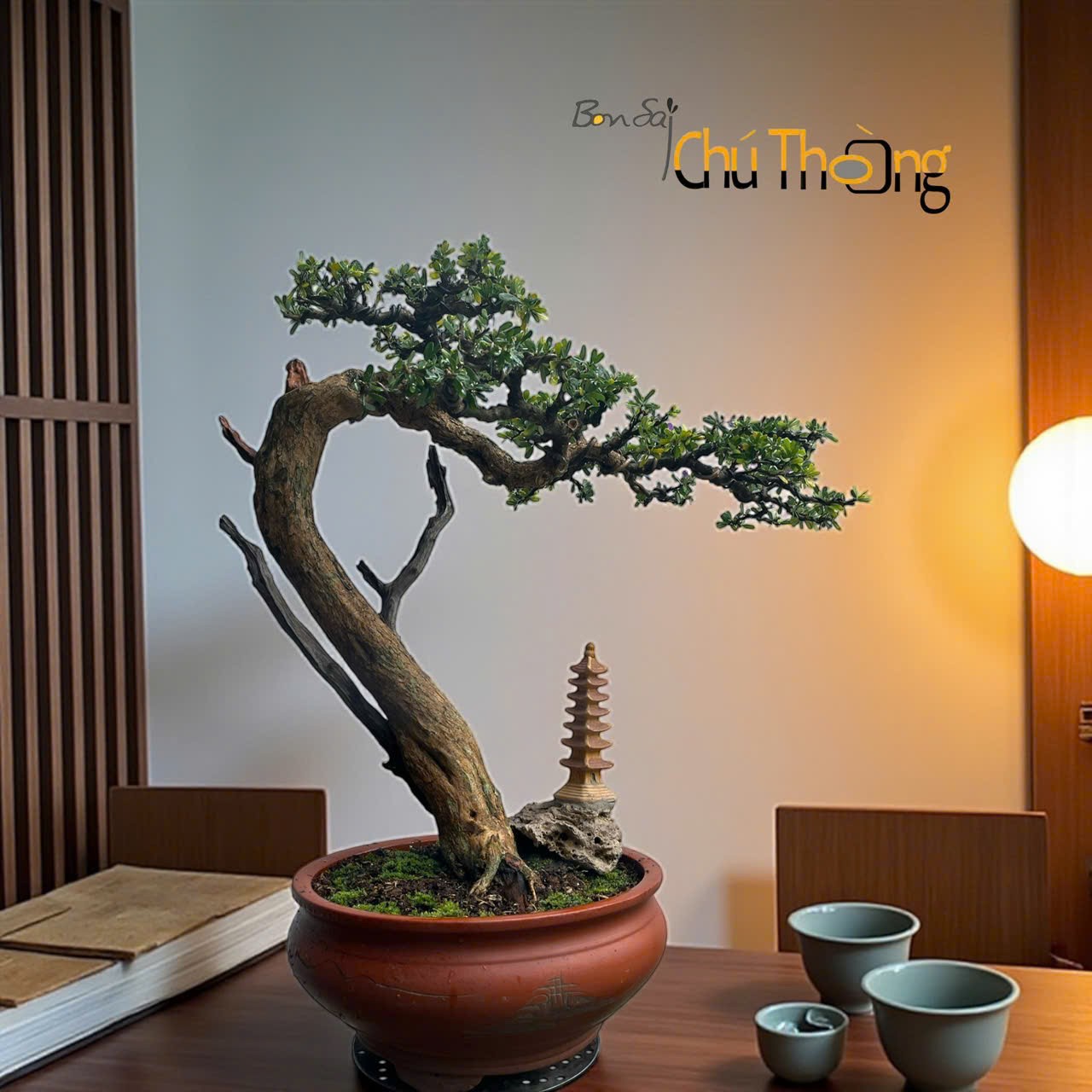 Một cây linh sam bonsai được tạo dáng tinh tế với nhiều cành nhỏ sum suê.