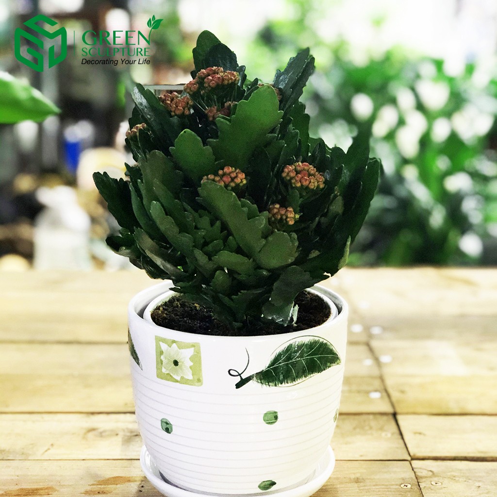 Cây Sống đời là gợi ý về cây cảnh thích hợp cho cung Kim Ngưu