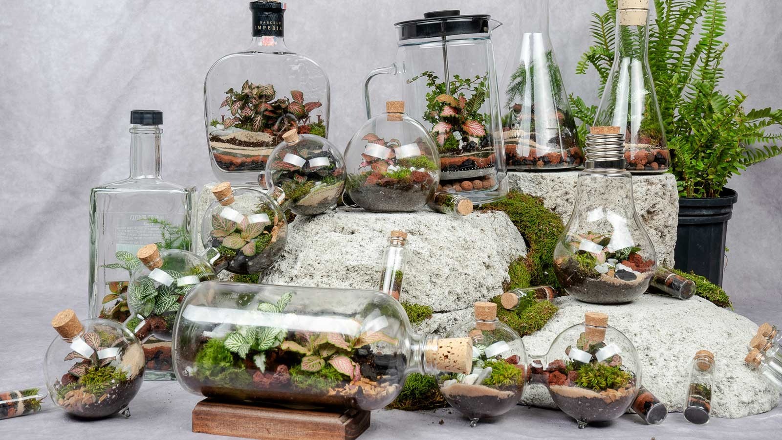 1 terrarium sen da 1
