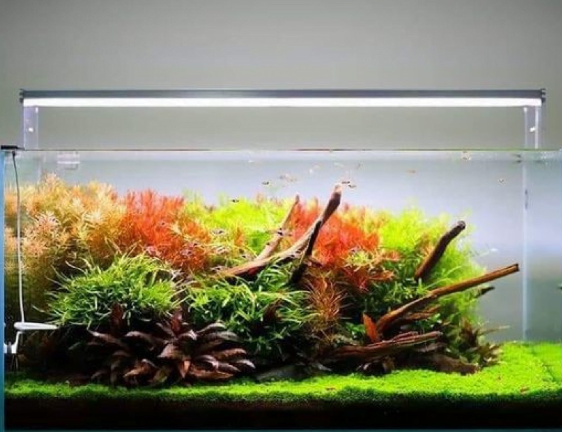 Setup Bể Thủy Sinh 60x40x40