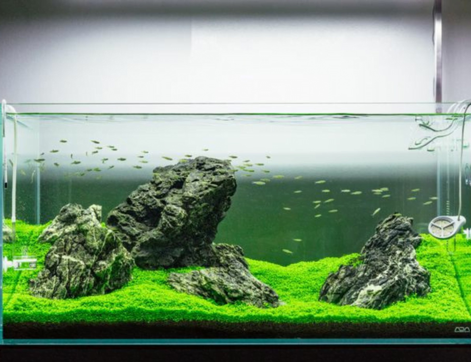 Setup Bể Thủy Sinh 60x40x40