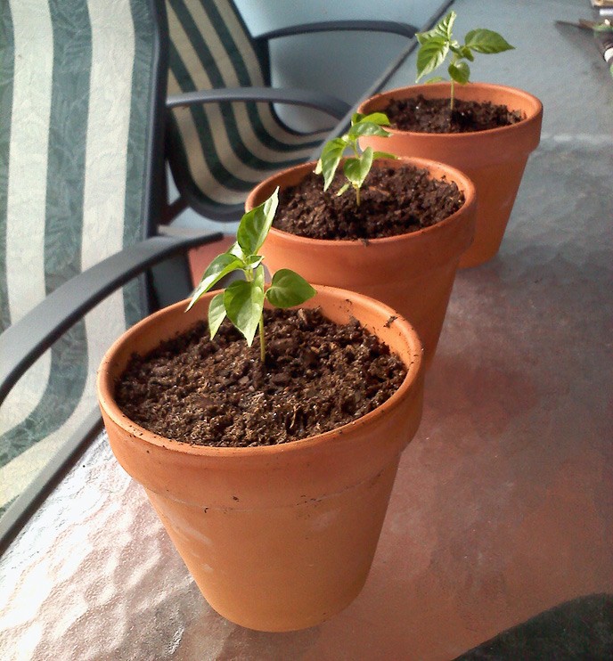 1436820836 efccgrowinghabanerotransplantpotsqioe