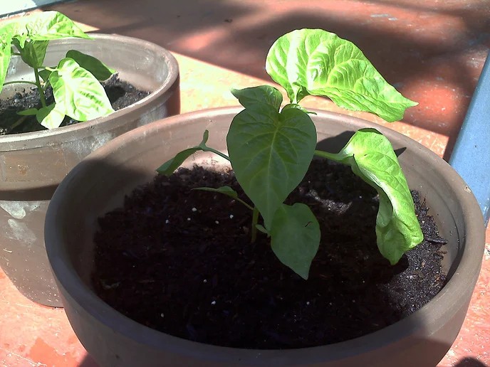 1436820839 radkgrowingjamaicanhotchocolatehabanero2ndtranslantivoy