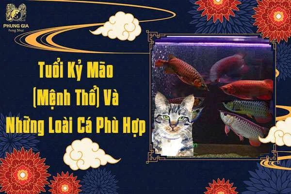 Tuổi Kỷ Mão Nuôi Cá Gì