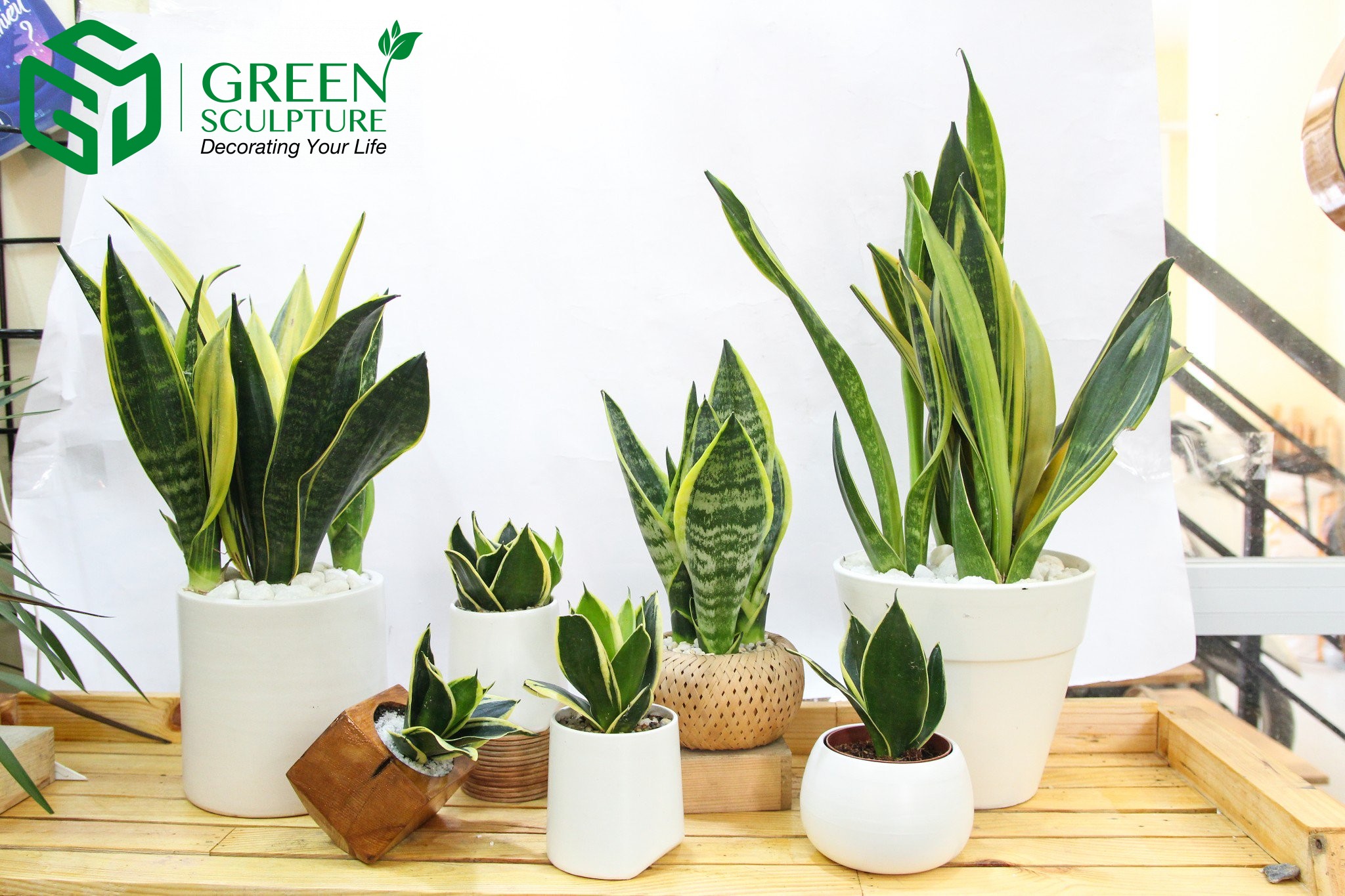 Cung Kim Ngưu cũng thích hợp với cây Lưỡi hổ