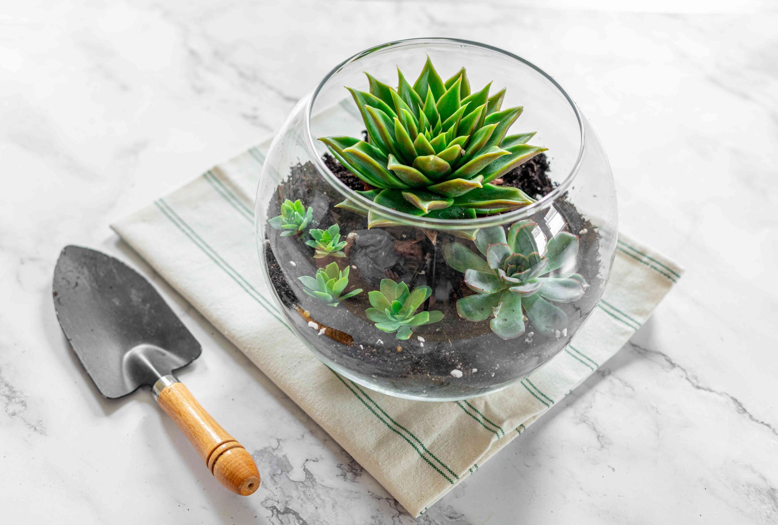 Các loại sen đá với hình dáng và màu sắc đa dạng, tạo nên sự phong phú cho terrarium.