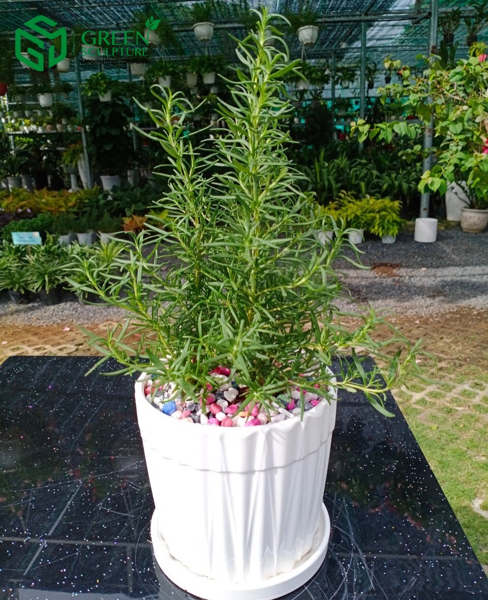 Cây Hương thảo cũng là loại cây được ưa chuộng nhiều làm cảnh và hợp với Kim Ngưu
