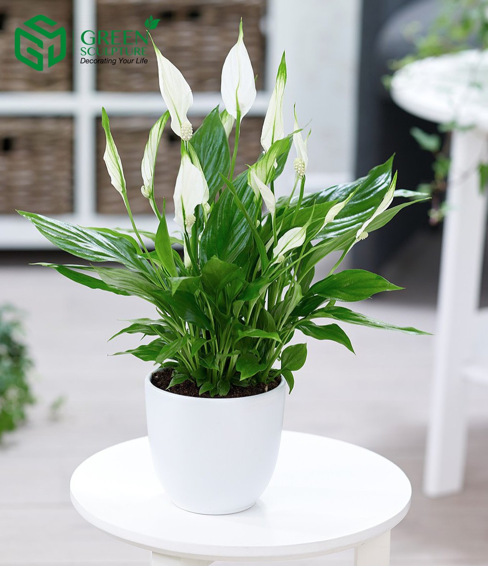 Cây Lan ý rất phù hợp với cung Kim Ngưu