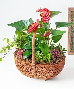 7945 gio cay xanh mix 02