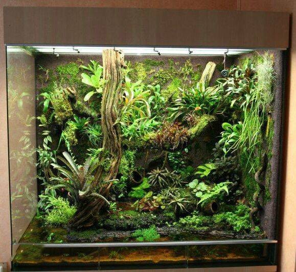 Cảnh quan rêu phong xanh mướt trong một terrarium kín, ánh sáng chiếu dịu nhẹ làm nổi bật vẻ đẹp tự nhiên