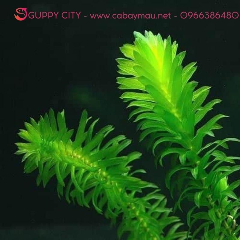 Rong Đuôi Chó phát triển mạnh mẽ trong bể thủy sinh