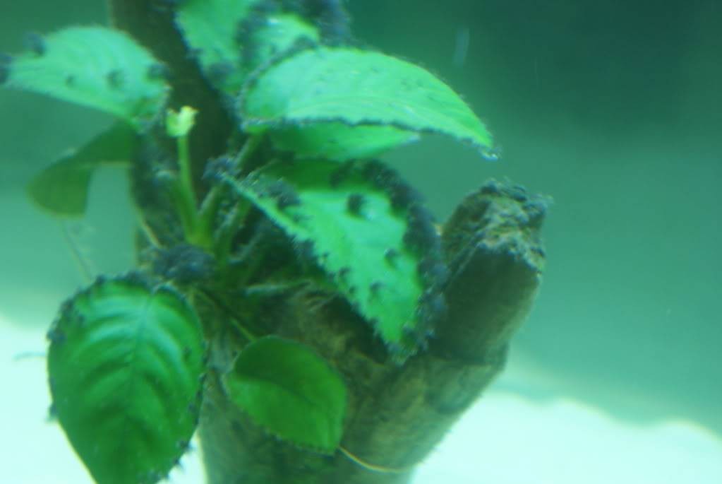 bba