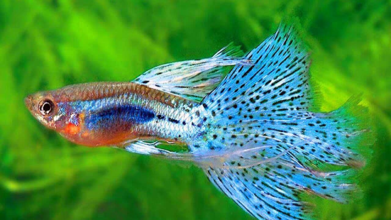 ca 7 mau 1 1
