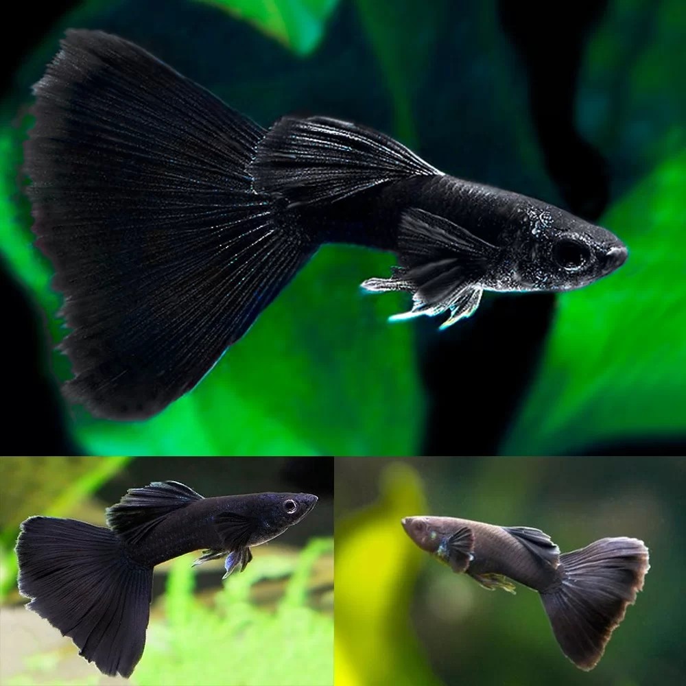 Cá bảy màu Full Black