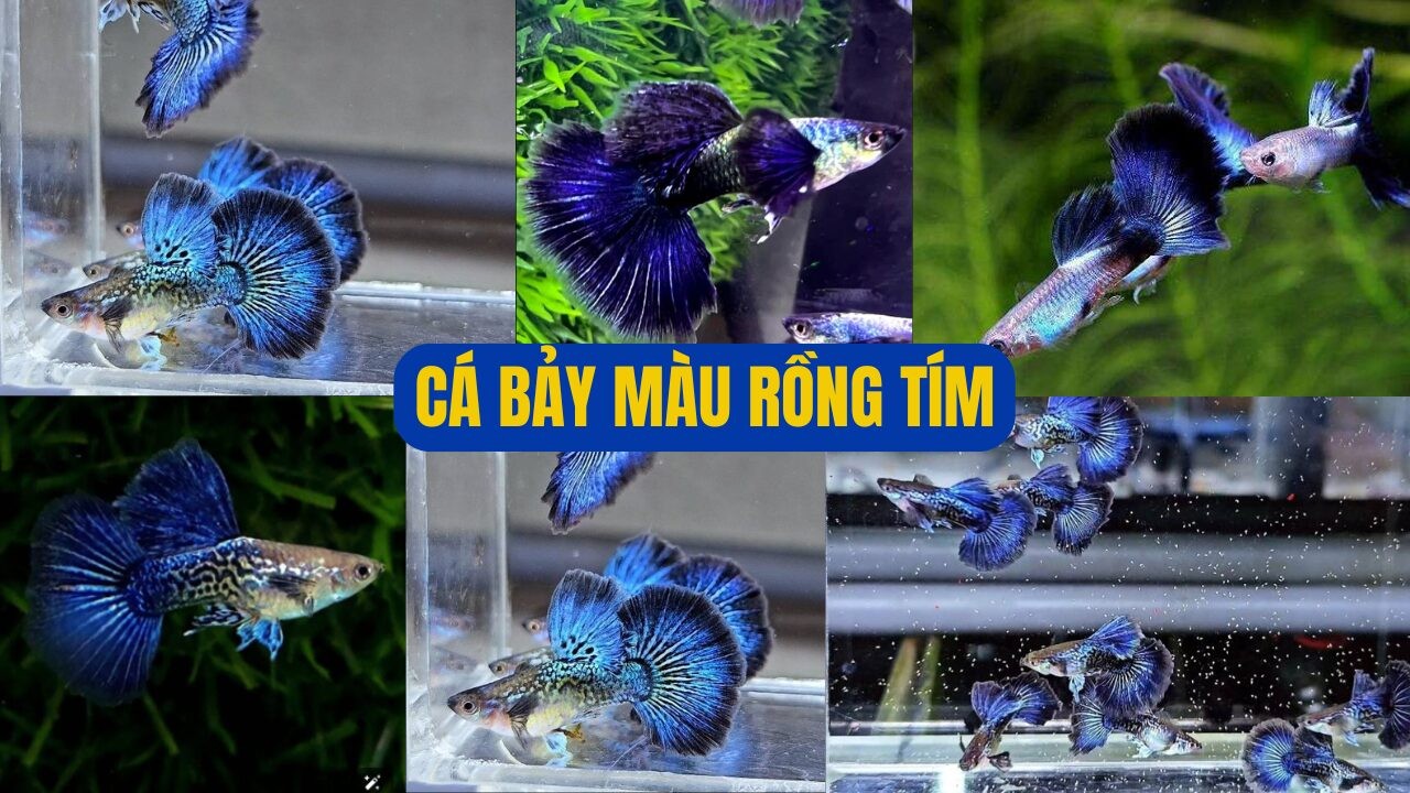 Cá bảy màu Rồng Tím
