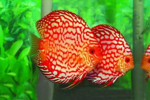 Cá đĩa phù hợp với người mệnh Kim