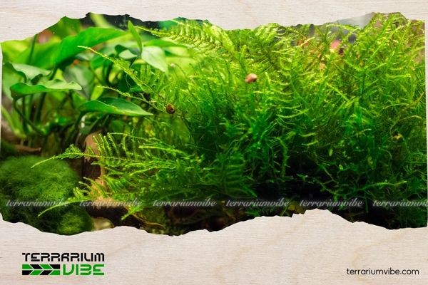 Cảnh quan thủy sinh với rêu Java bao phủ giá thể