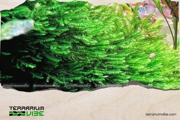 Rêu Peacock với hình dáng độc đáo như đuôi công