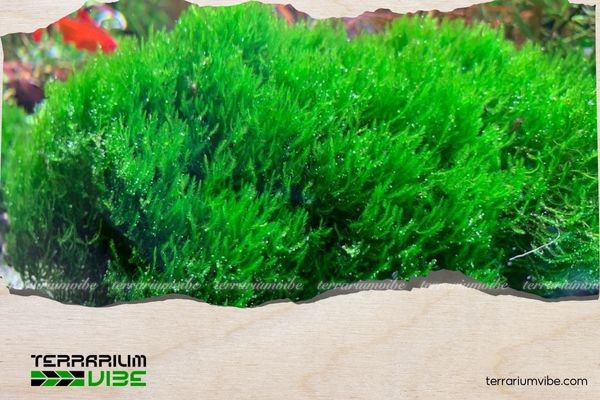 Cận cảnh rêu Flame với hình dáng như ngọn lửa