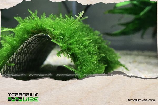 Bể thủy sinh với rêu Mini Taiwan phủ nền mịn màng