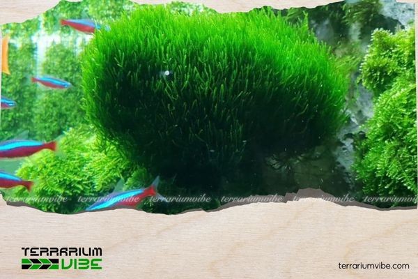 Minh họa các yếu tố cần lưu ý khi chăm sóc rêu thủy sinh