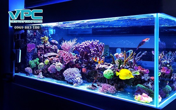 Chuẩn bị chậu nuôi cá bảy màu với đầy đủ phụ kiện