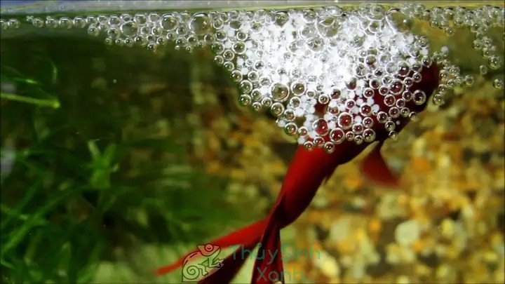 Cách Nuôi Cá Betta Bột Mới Nở