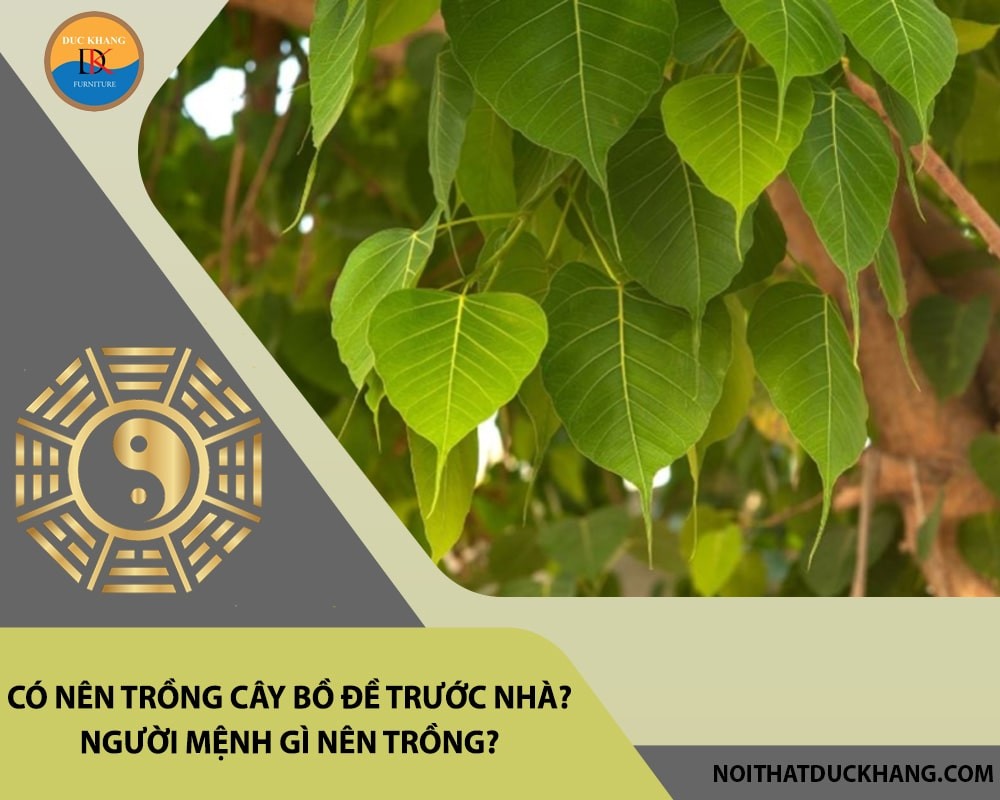 Ý nghĩa tâm linh của cây bồ đề.