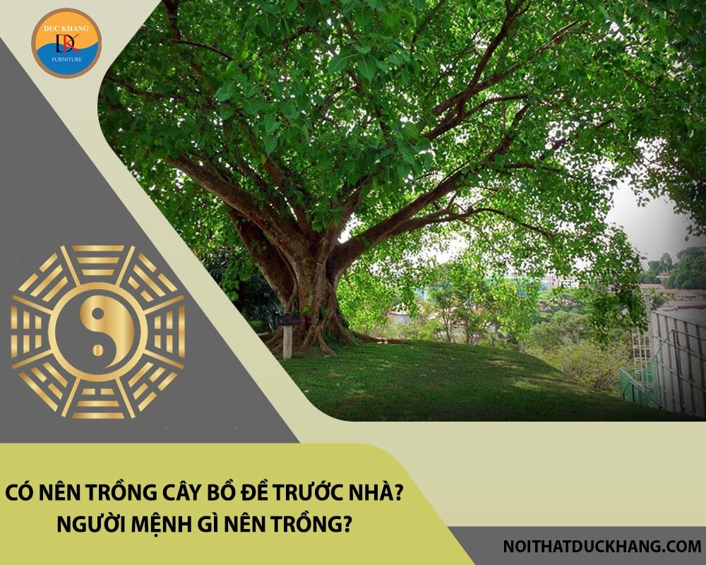 Đặc điểm lá và thân cây bồ đề.