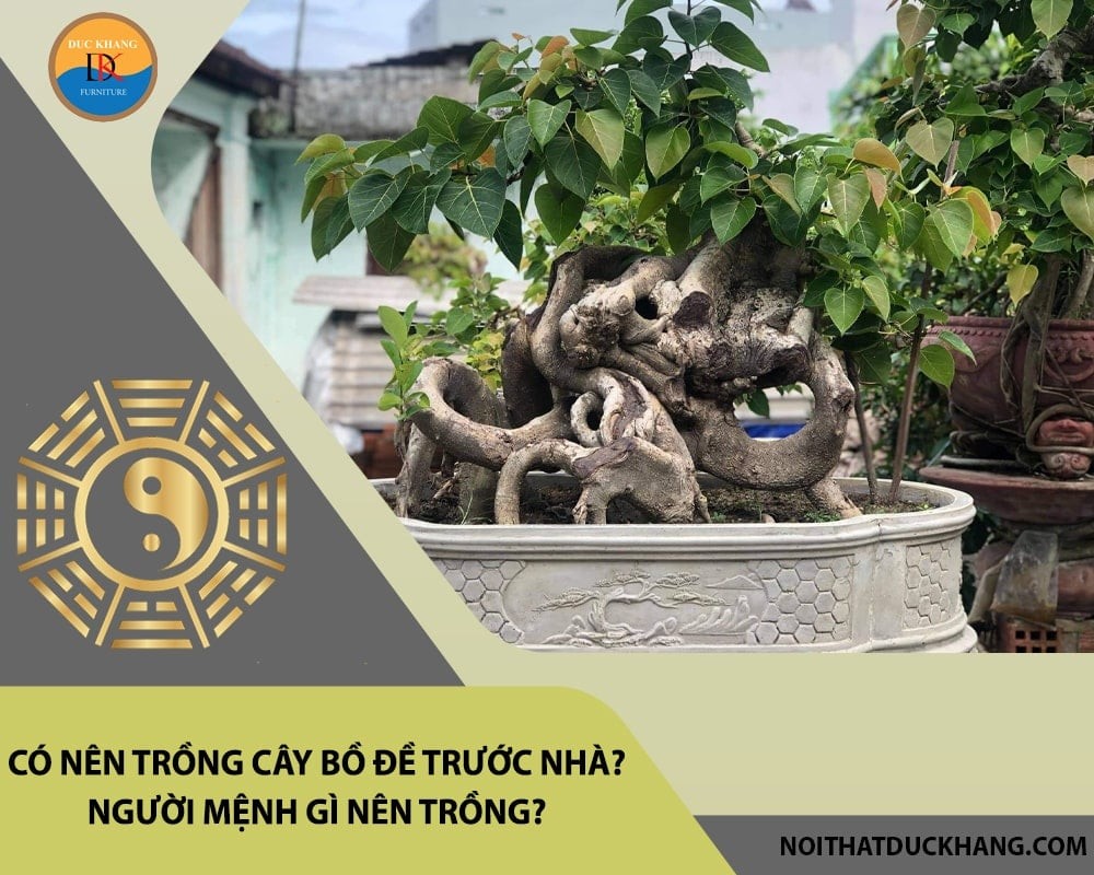 Cây bồ đề phù hợp với mọi mệnh.