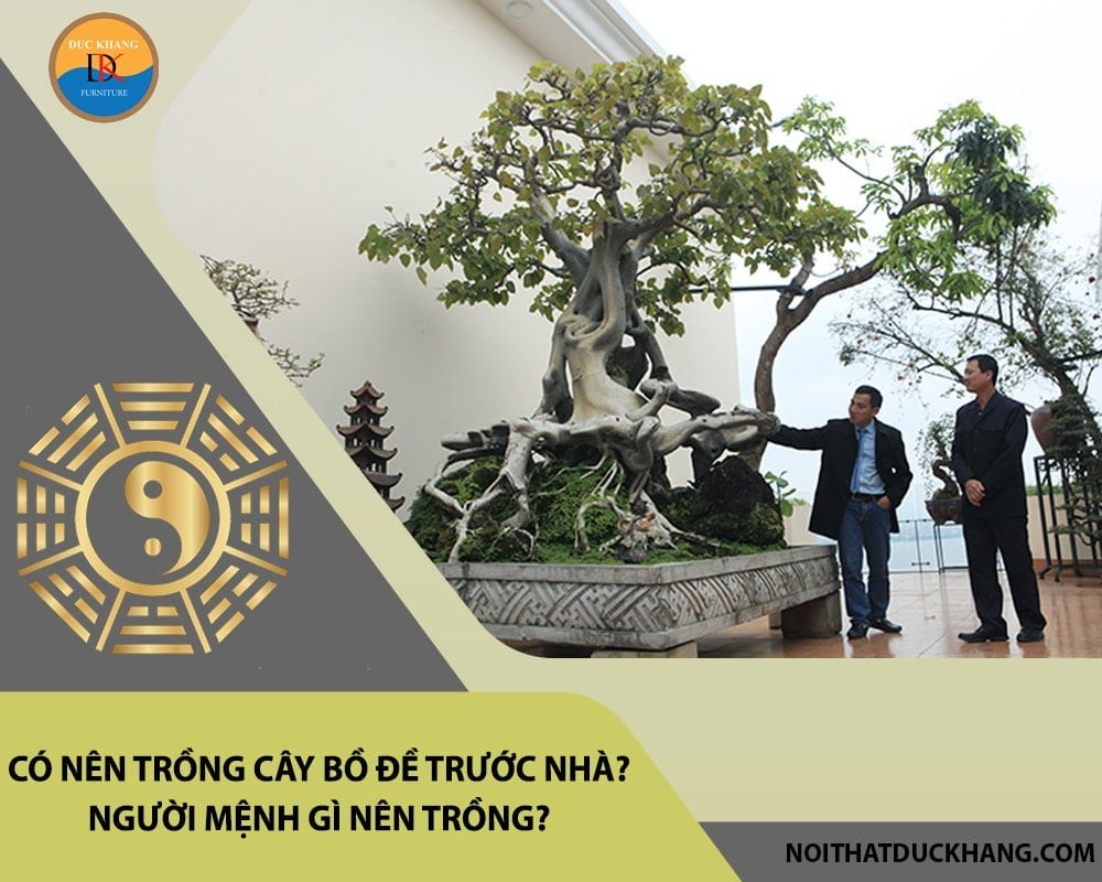 Hướng dẫn chăm sóc cây bồ đề.