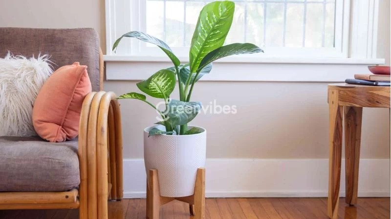 Cây vạn niên thanh có phong thủy hợp với người tuổi Canh Tuất