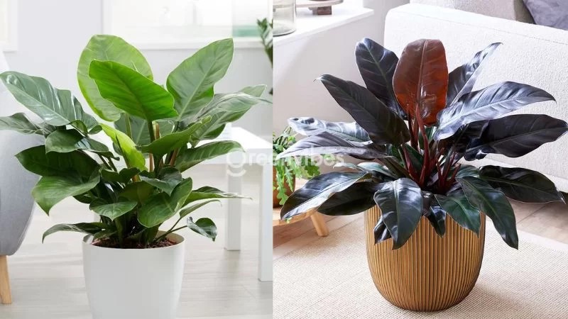 Trồng cây trầu bà đế vương giúp người sinh năm 1970 làm ăn thuận lợi