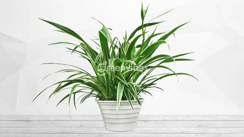 Cây cỏ lan chi - Cây phong thủy tuổi Canh Tuất