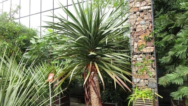 Cận cảnh lá cây Đại Lộc xanh tươi