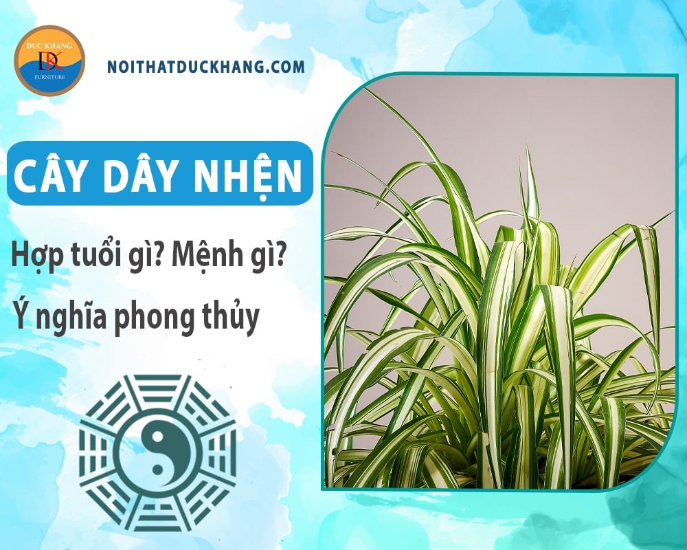 Các loại cây dây nhện với hình dáng lá đa dạng
