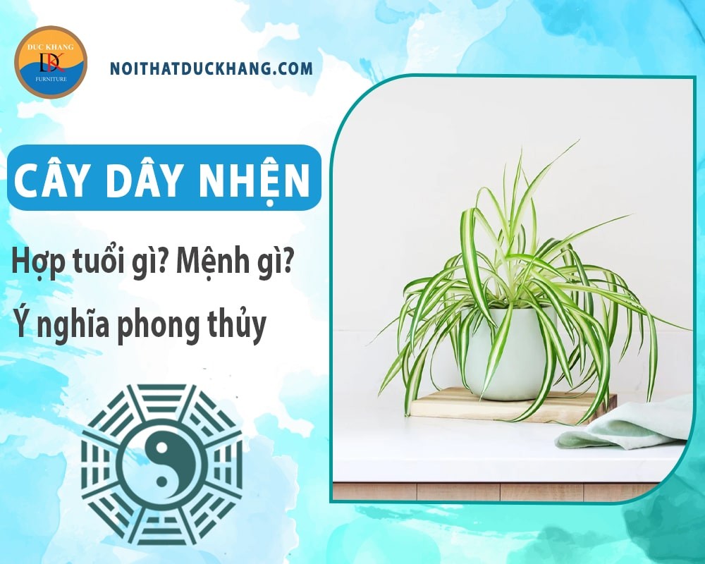 Cây dây nhện đặt trên bàn làm việc