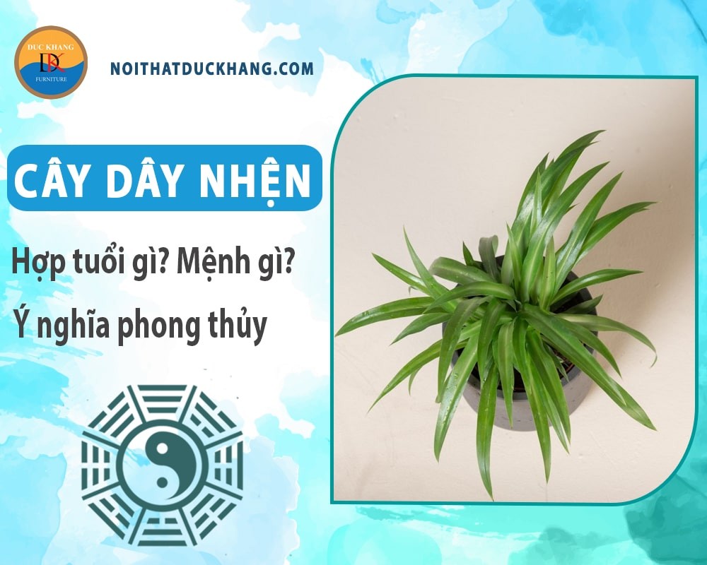 Cây dây nhện được trồng trong bình thủy tinh