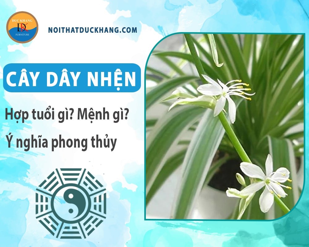 Cây dây nhện an toàn cho gia đình