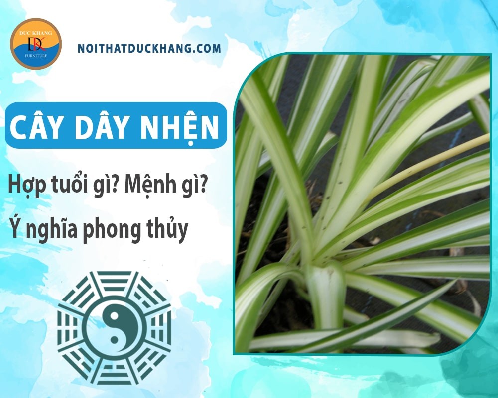 Cây dây nhện bị vàng lá