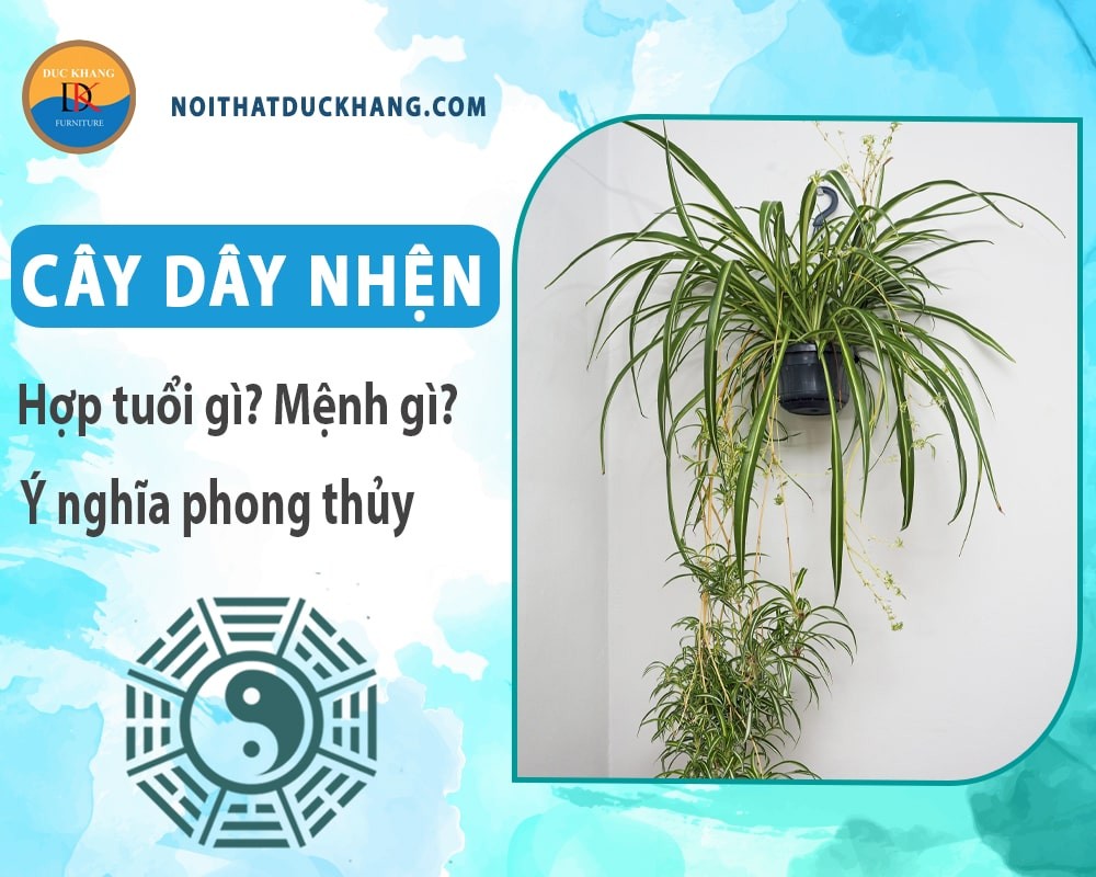 Chăm sóc cây dây nhện trong nhà