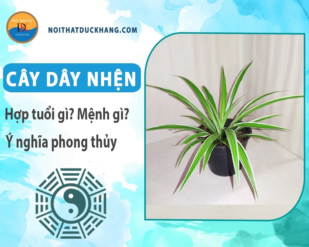 Đặc điểm của cây dây nhện với lá dài và mảnh mai