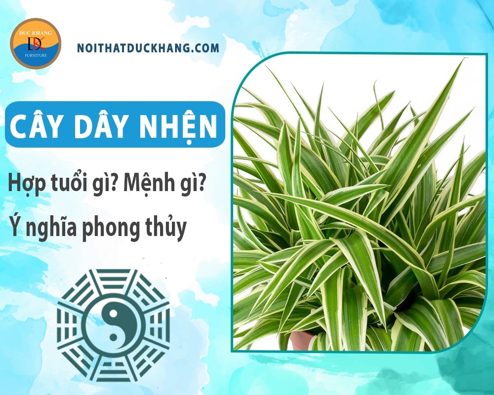 Chậu cây dây nhện nhỏ xinh