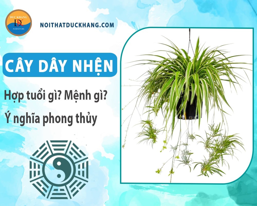 Hoa trắng nhỏ của cây dây nhện