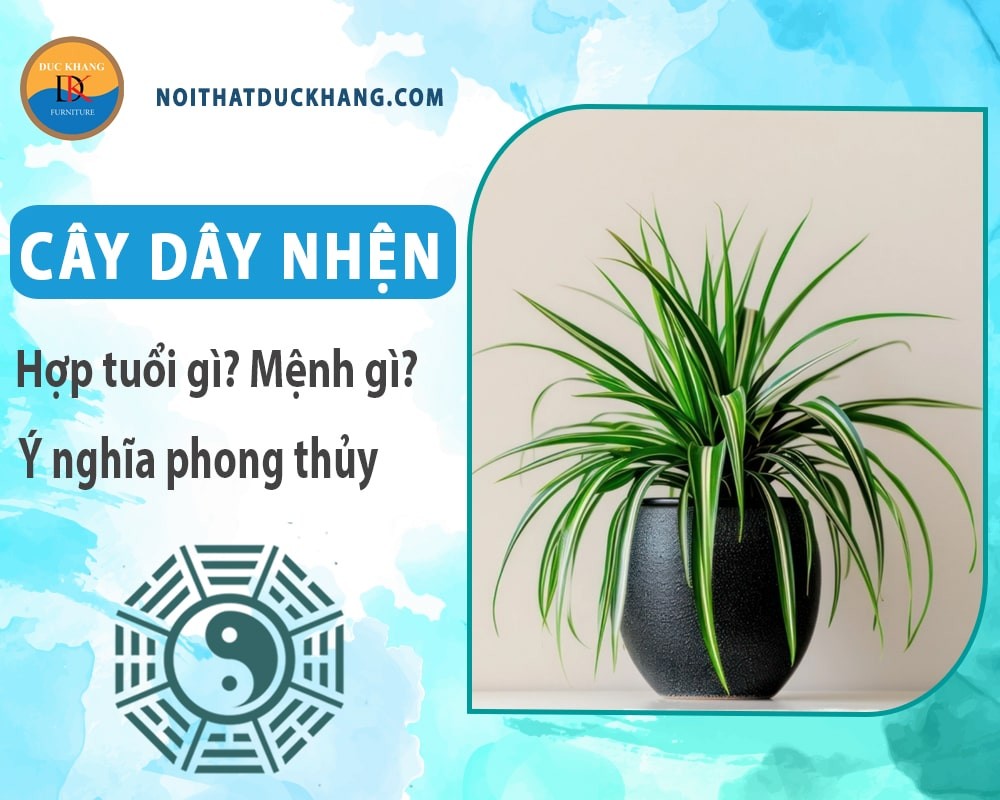 Cây dây nhện trồng thủy sinh trên bàn làm việc