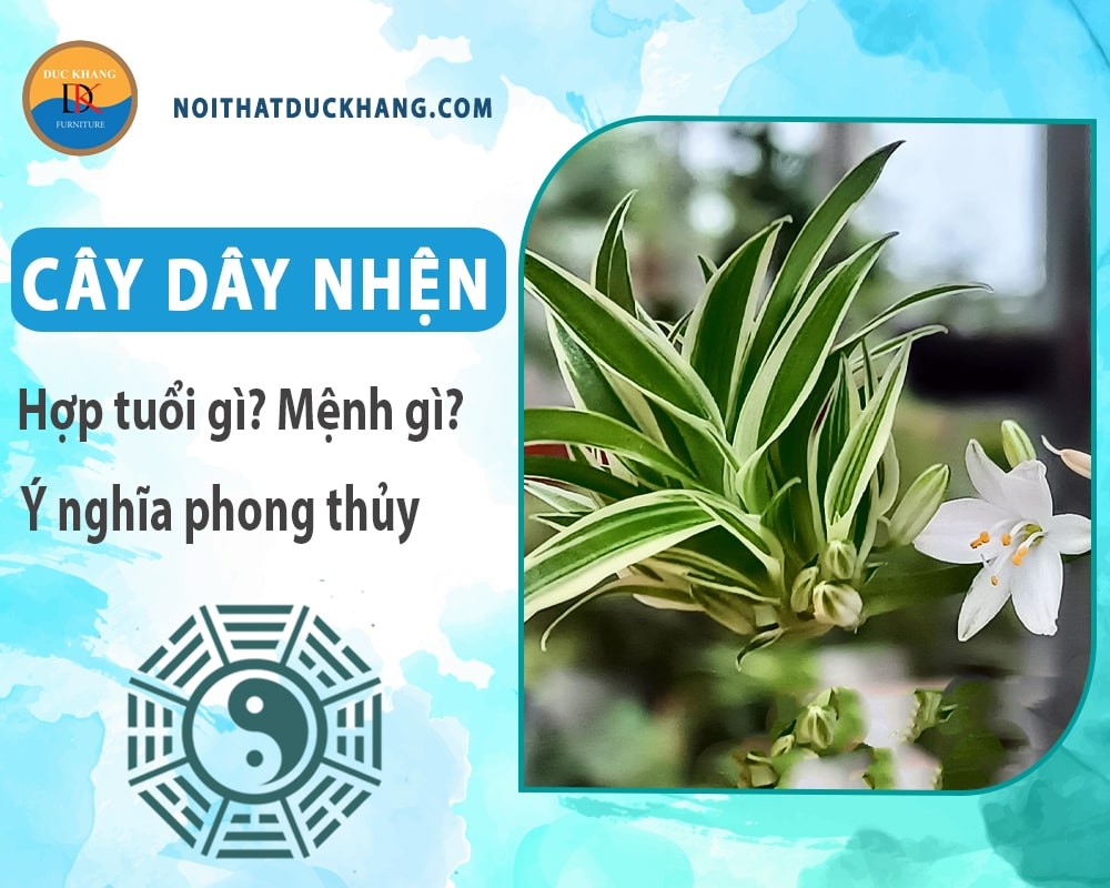 Cây dây nhện mang lại không gian xanh mát cho ngôi nhà