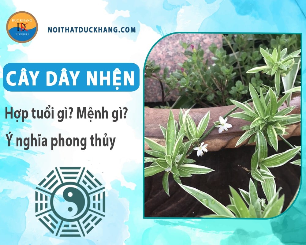 Cây dây nhện với lá xanh tốt