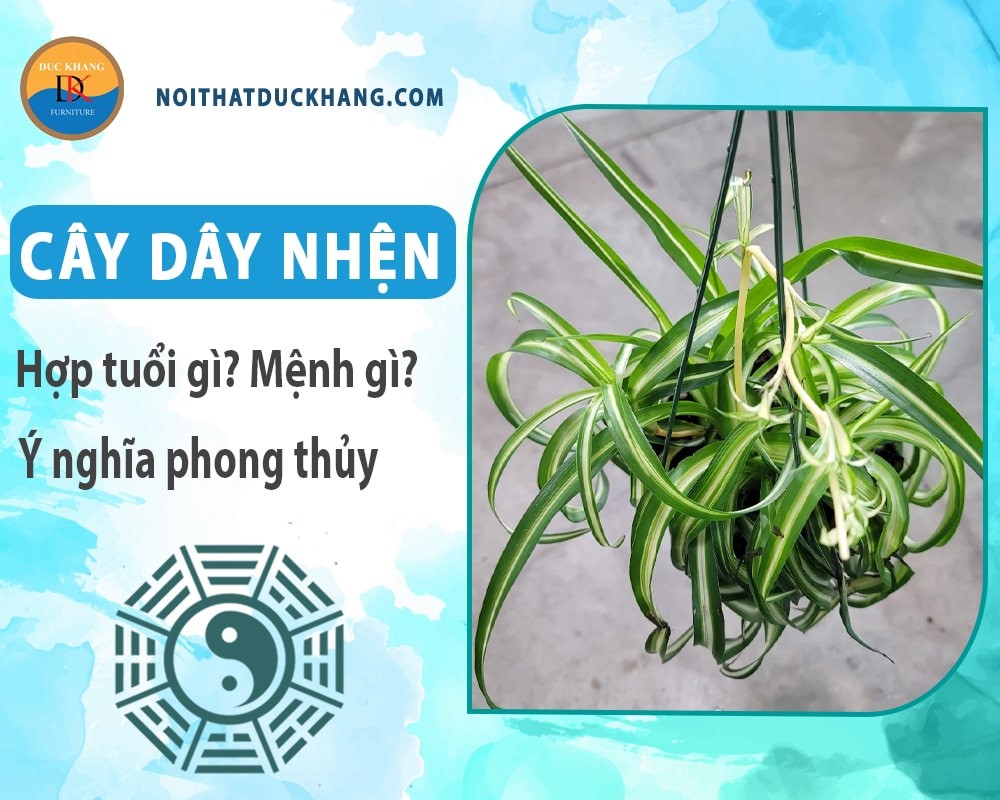 Cây dây nhện với nhiều nhánh con