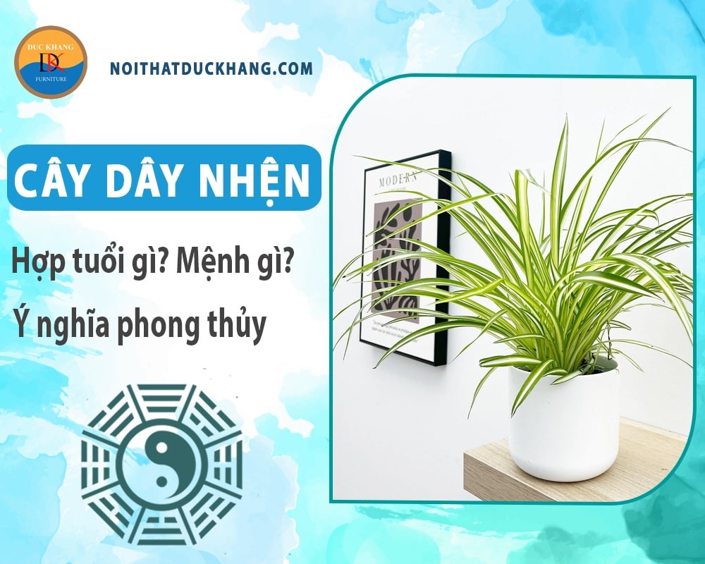 Cây dây nhện hợp với người mệnh Kim và Thủy
